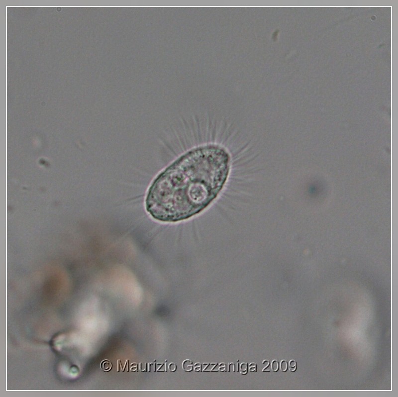 Cyclidium glaucoma